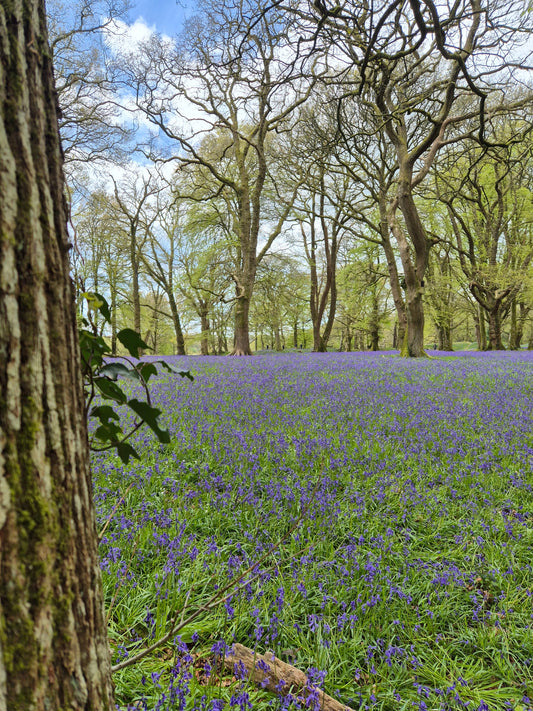 Beautiful bluebell glade framed by ancient woodlands
